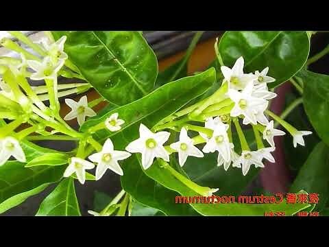 夜來香 花期